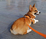Dog’s vest and leash with reflective stripe